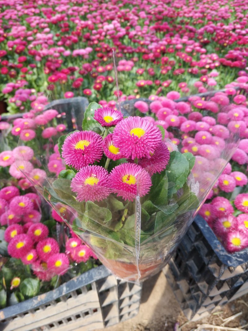 绣球花，花期长颜色多规格齐全价格合理发货及时