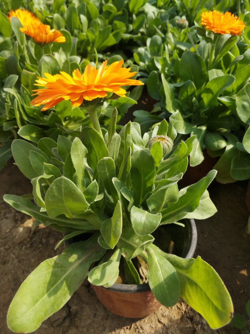绣球花，花期长颜色多规格齐全价格合理发货及时