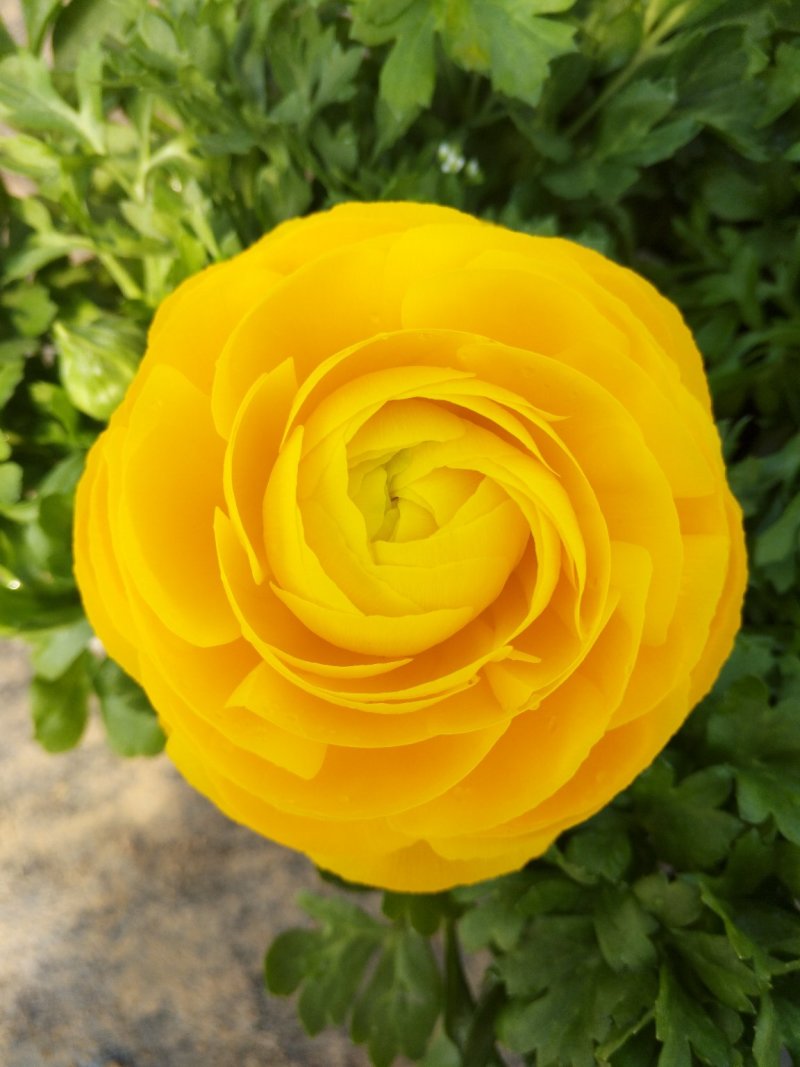绣球花，花期长颜色多规格齐全价格合理发货及时