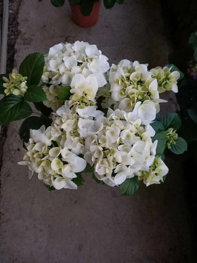 绣球花，花期长颜色多规格齐全价格合理发货及时