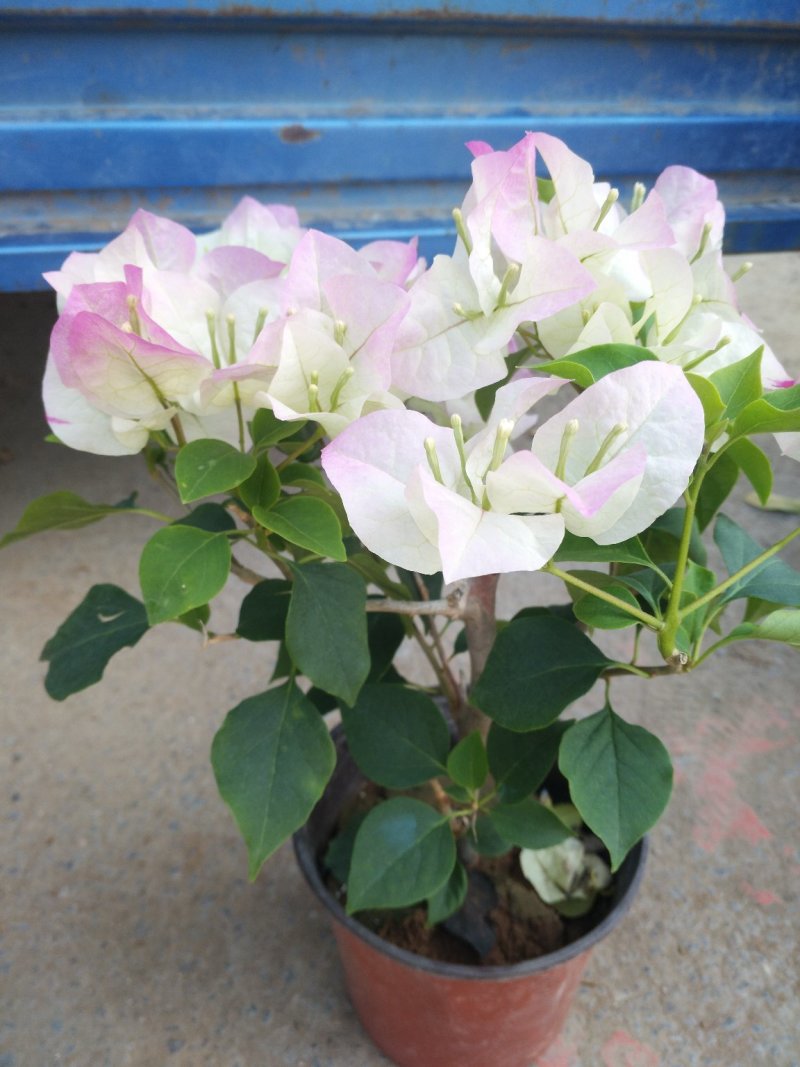 绣球花，花期长颜色多规格齐全价格合理发货及时