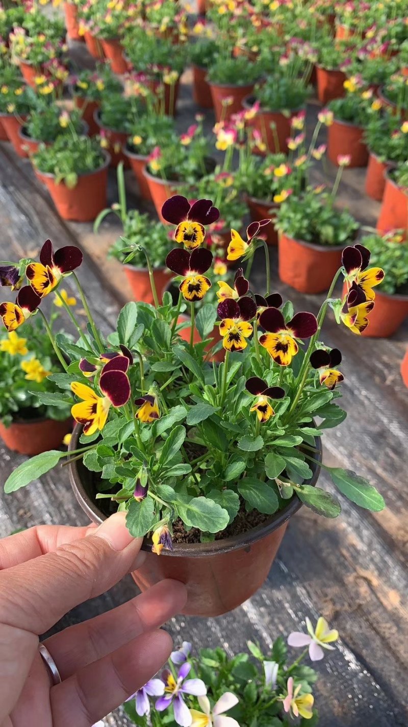 绣球花，花期长颜色多规格齐全价格合理发货及时