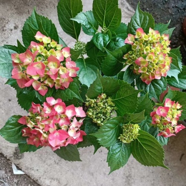绣球花，花期长颜色多规格齐全价格合理发货及时