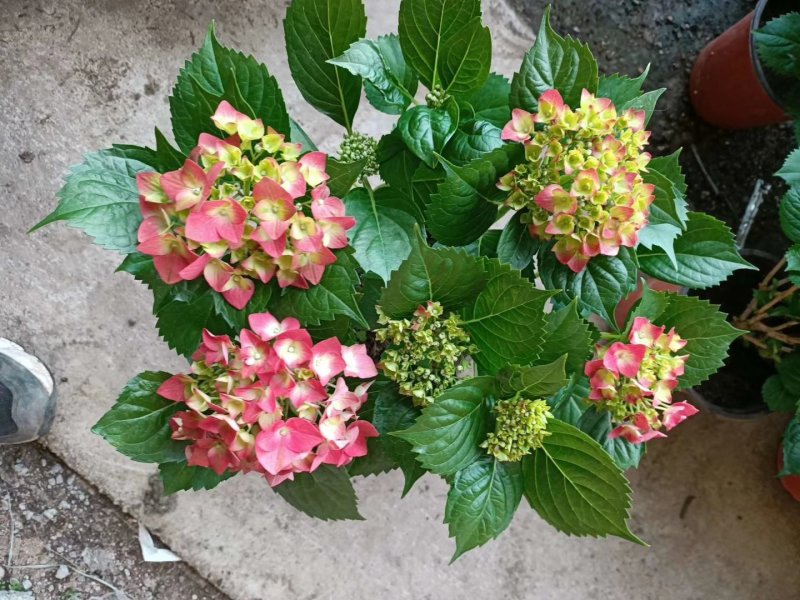 绣球花，花期长颜色多规格齐全价格合理发货及时