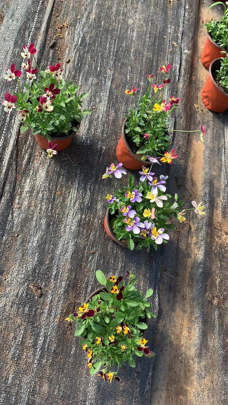 绣球花，花期长颜色多规格齐全价格合理发货及时