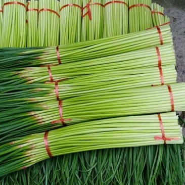 杞县红帽蒜苔大量出库中市场电商商超有需要的联系