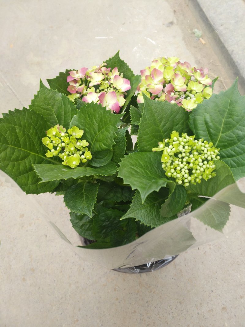 绣球花，花期长颜色多规格齐全价格合理发货及时