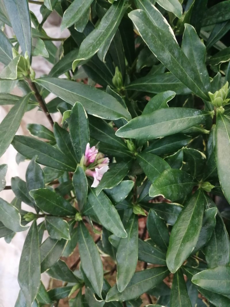 瑞香花代表吉祥如意的征兆