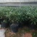 瑞香花代表吉祥如意的征兆