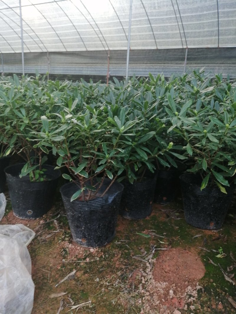 瑞香花代表吉祥如意的征兆