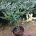 瑞香花代表吉祥如意的征兆