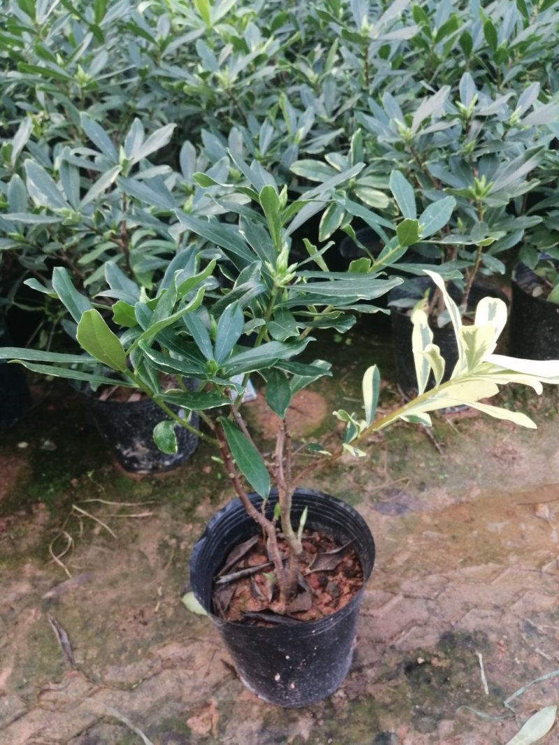瑞香花代表吉祥如意的征兆