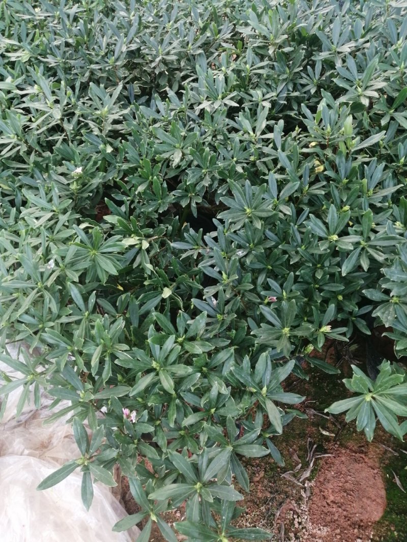 瑞香花代表吉祥如意的征兆
