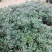 瑞香花代表吉祥如意的征兆