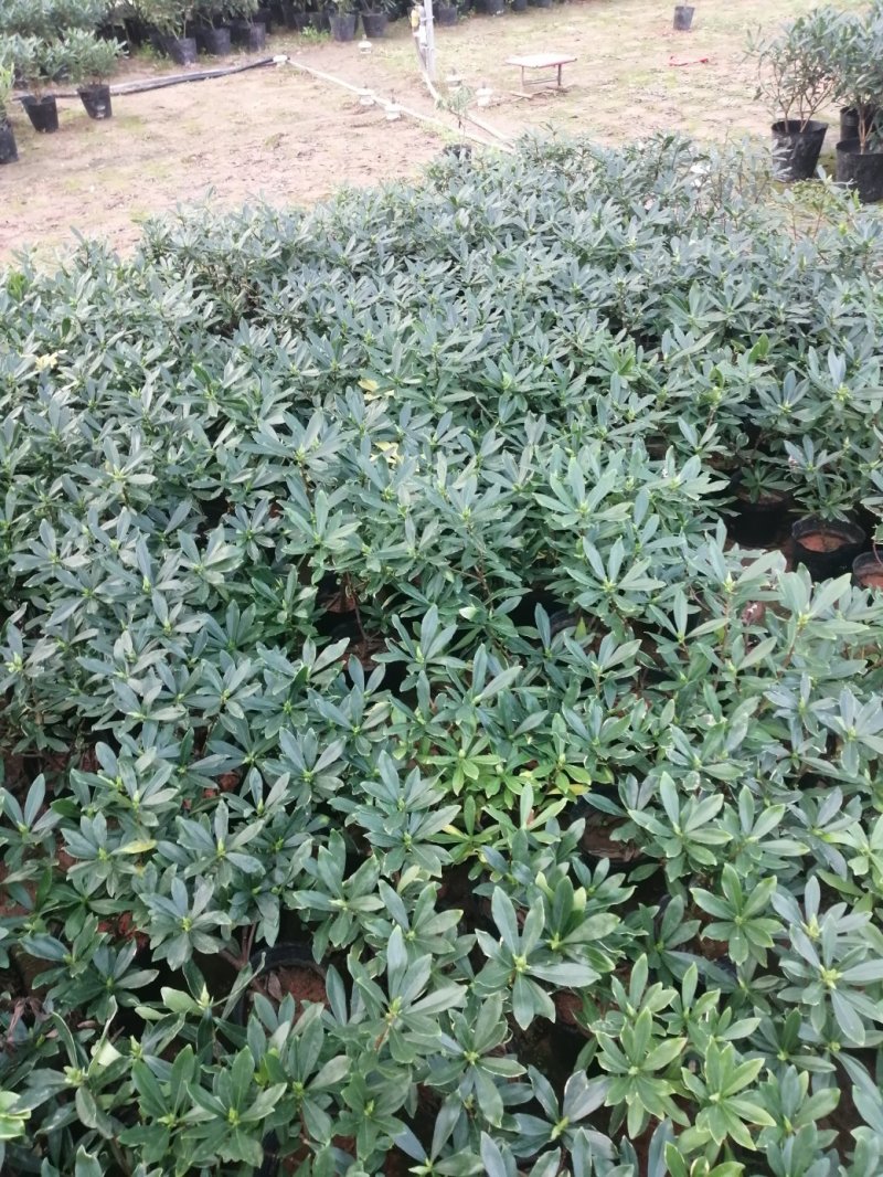 瑞香花代表吉祥如意的征兆