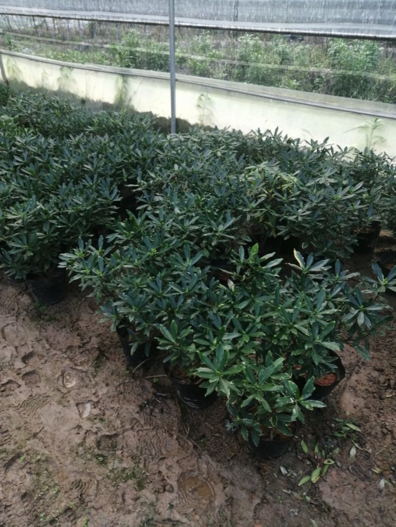 瑞香花代表吉祥如意的征兆