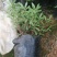 瑞香花代表吉祥如意的征兆
