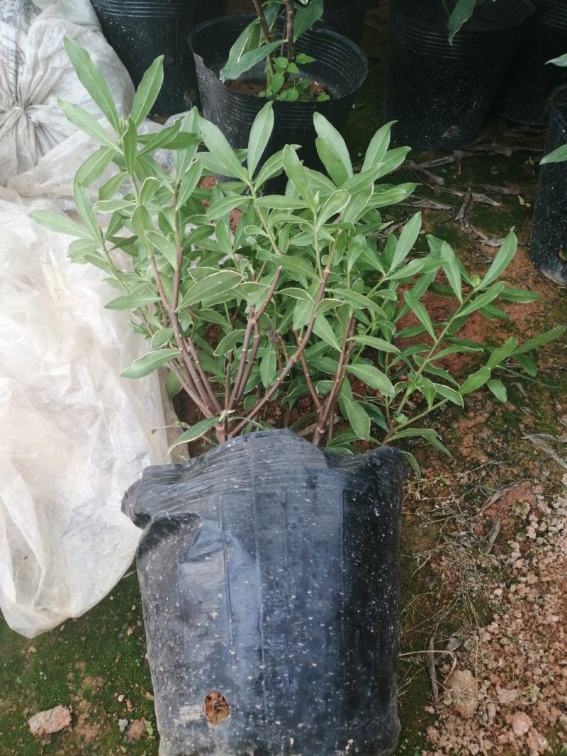 瑞香花代表吉祥如意的征兆