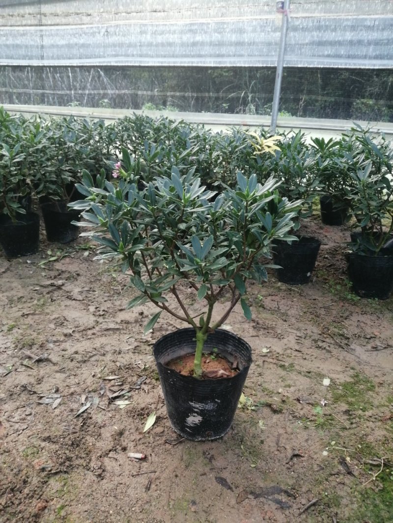 瑞香花代表吉祥如意的征兆