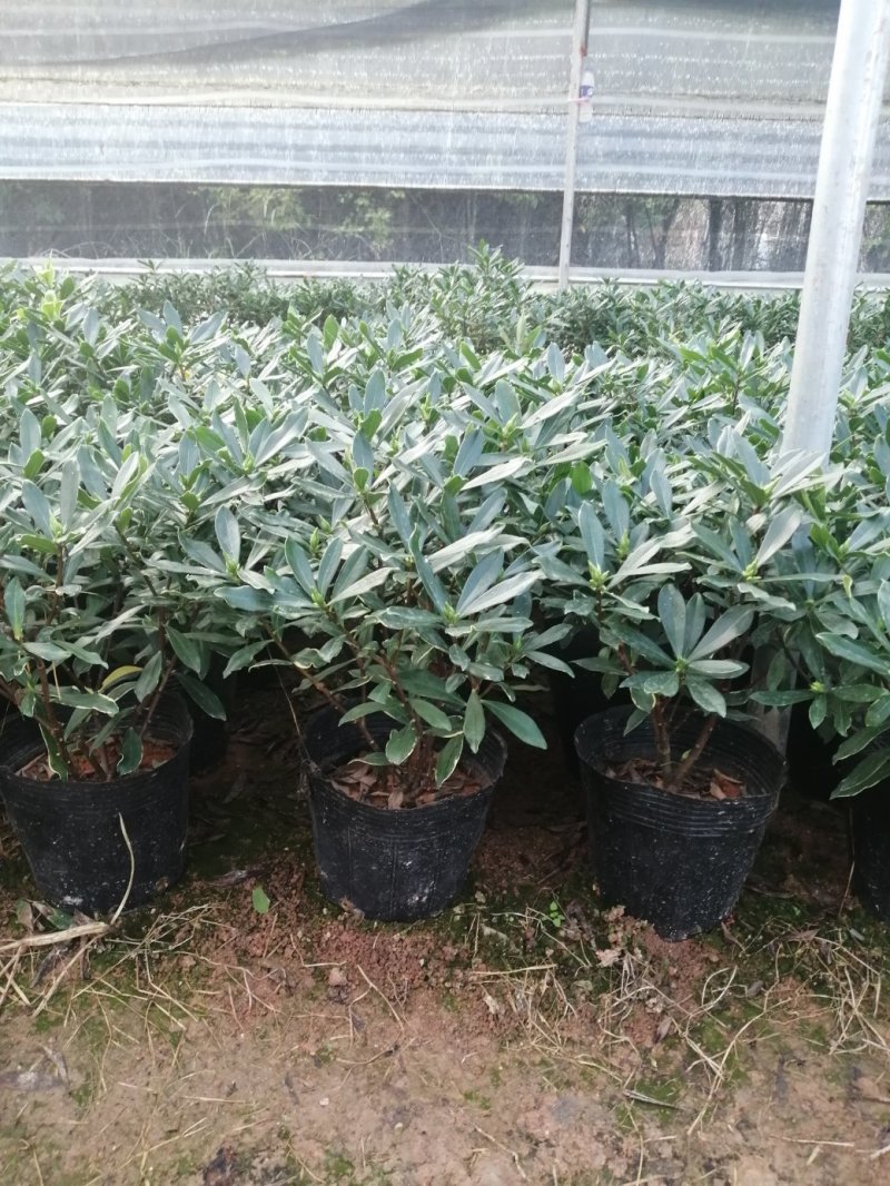 瑞香花代表吉祥如意的征兆