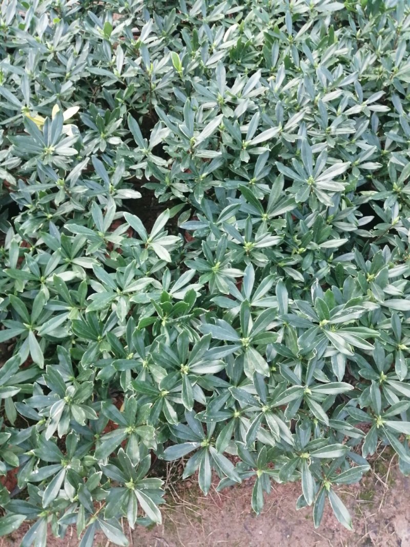 瑞香花代表吉祥如意的征兆