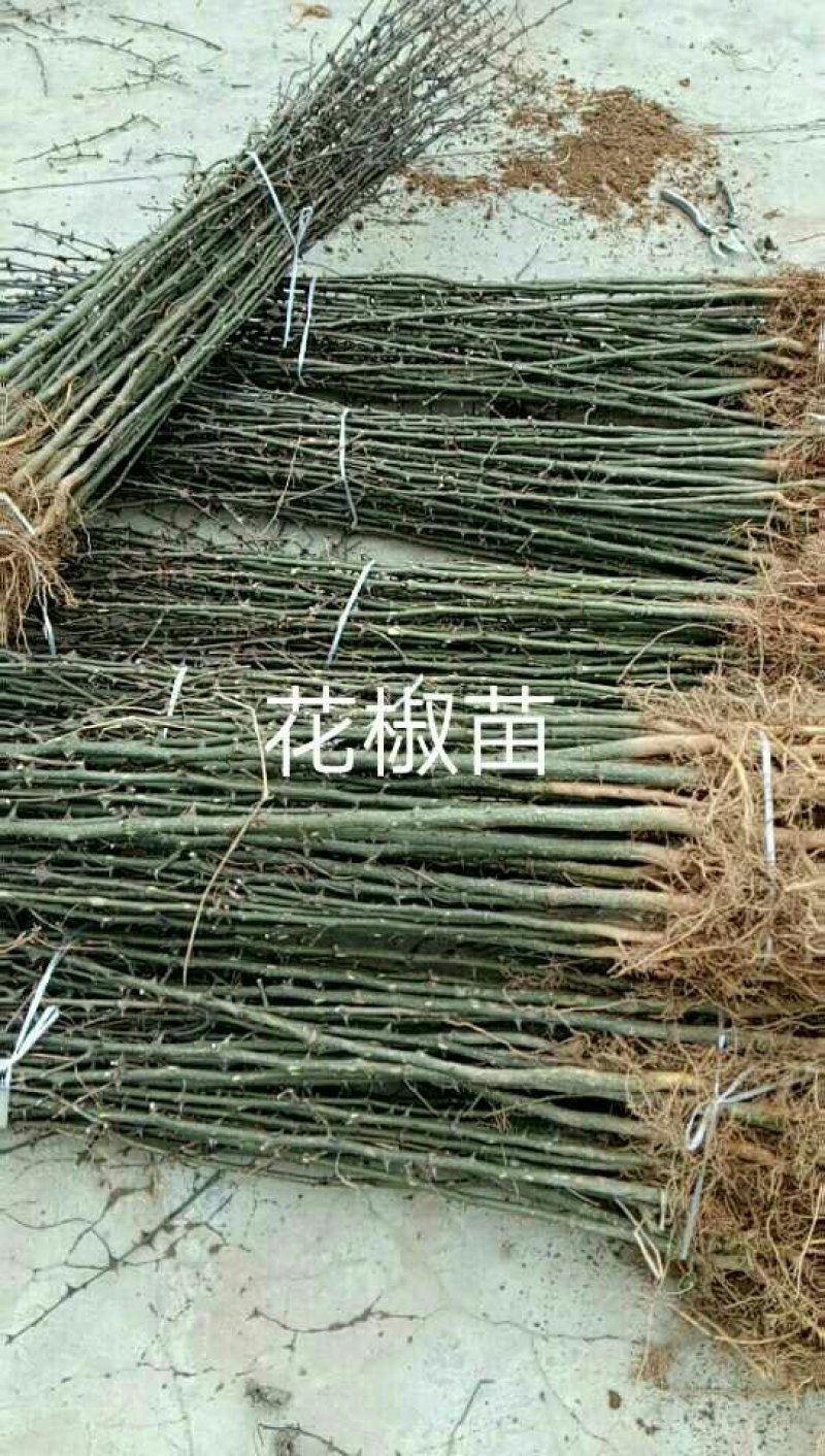 出售花椒苗，核桃苗，樱桃苗