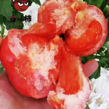 西红柿