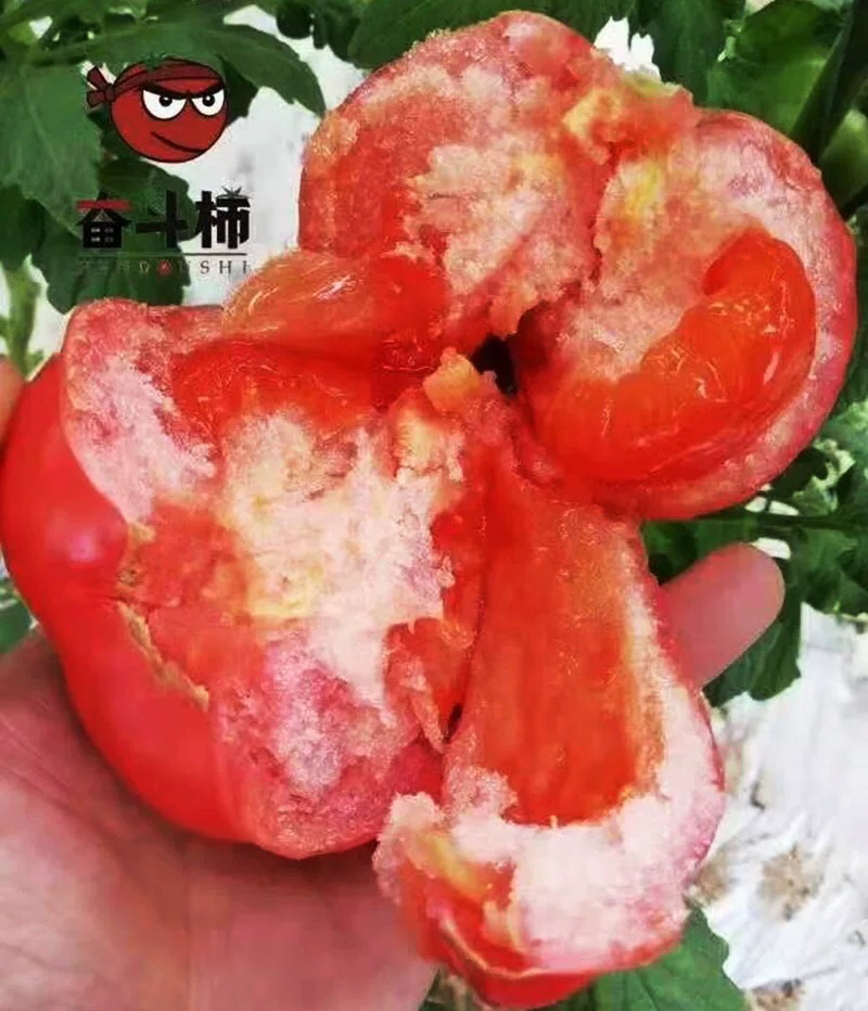 西红柿