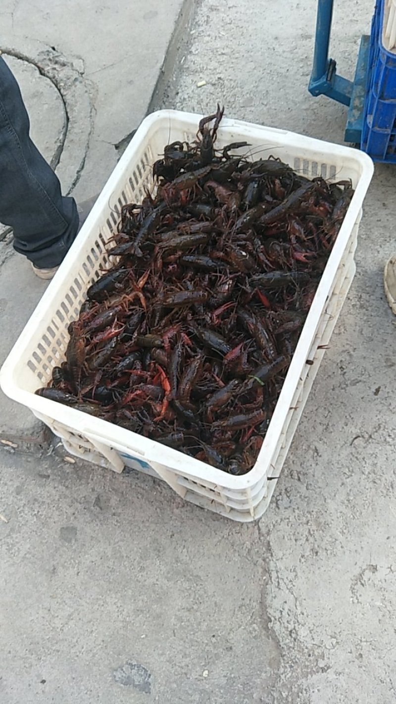 通货龙虾外卖夜市摊**特价