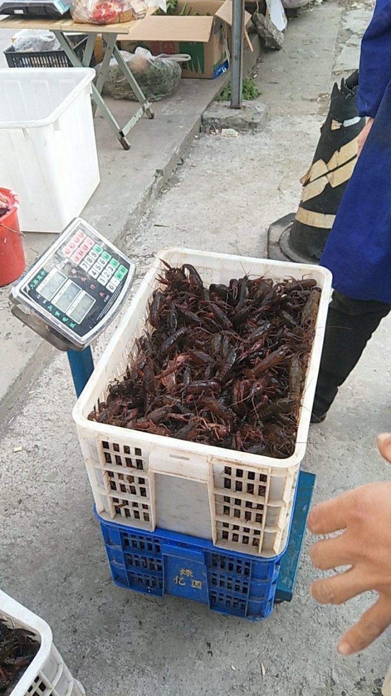 通货龙虾外卖夜市摊**特价