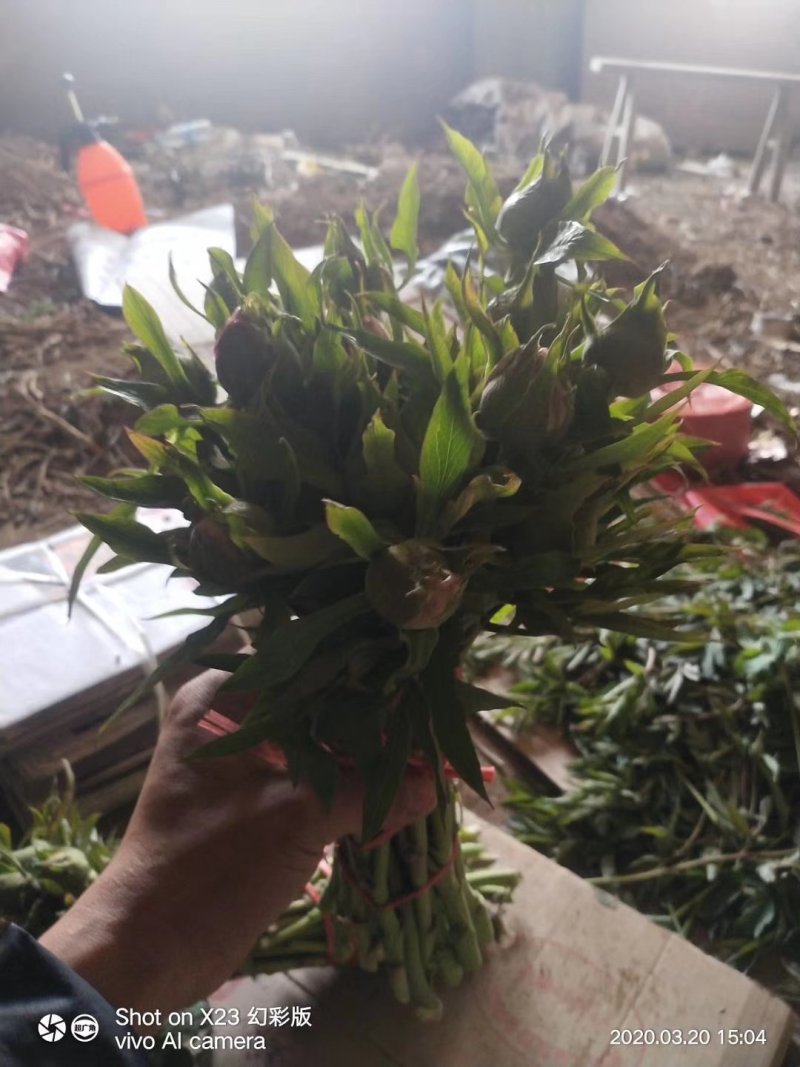 牡丹鲜切花！千层牡丹花一扎10枝！长30公分左右！洛阳