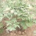 牡丹鲜切花！千层牡丹花一扎10枝！长30公分左右！洛阳