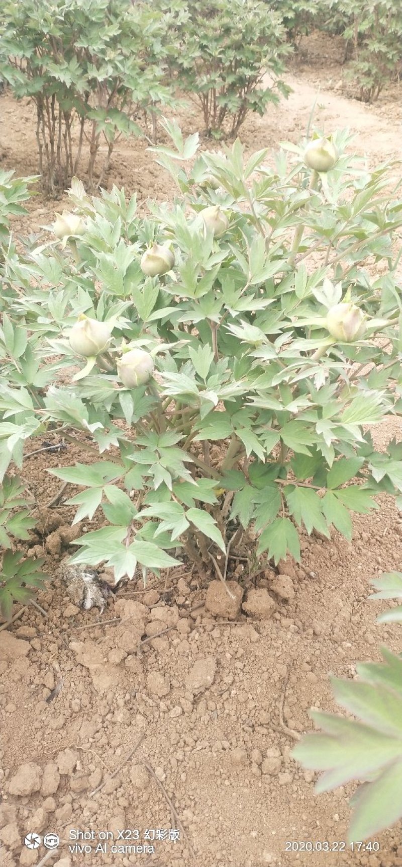 牡丹鲜切花！千层牡丹花一扎10枝！长30公分左右！洛阳