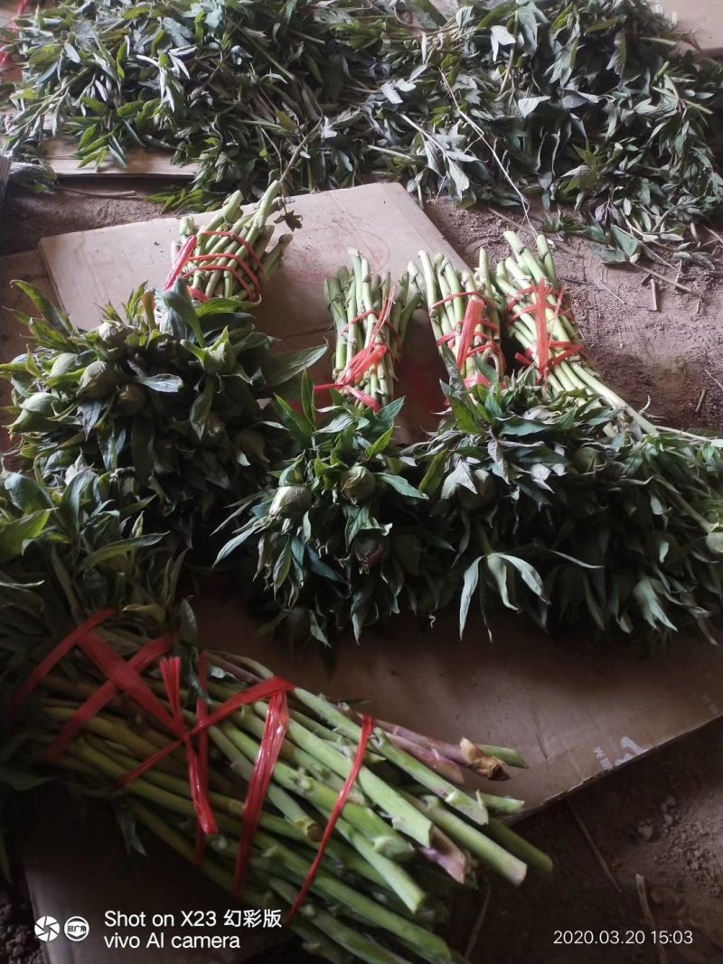 牡丹鲜切花！千层牡丹花一扎10枝！长30公分左右！洛阳