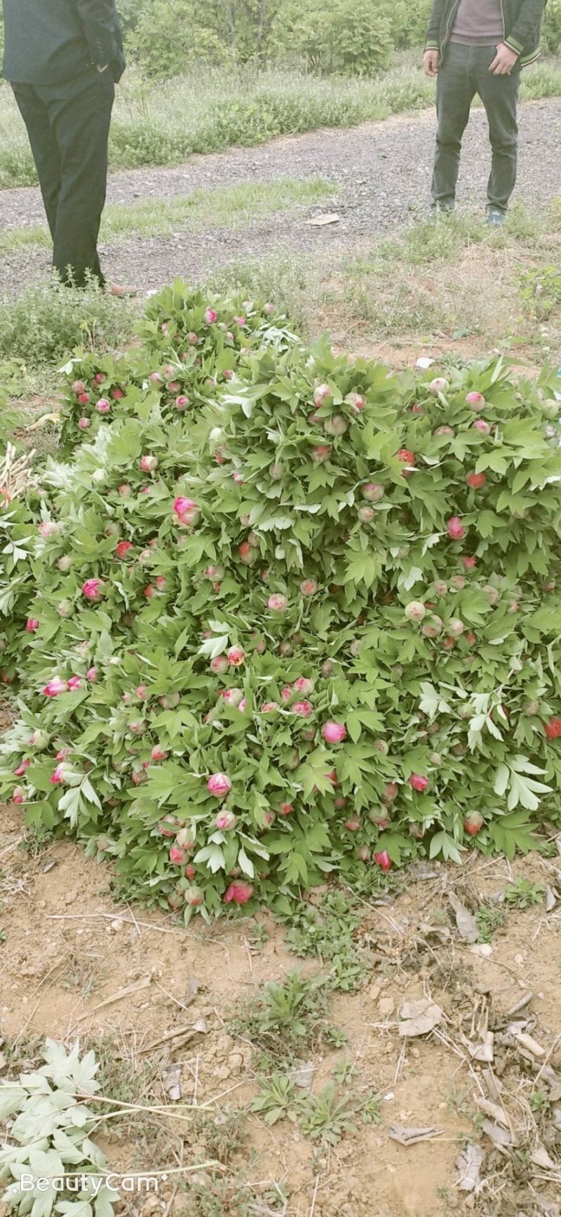 牡丹鲜切花！千层牡丹花一扎10枝！长30公分左右！洛阳