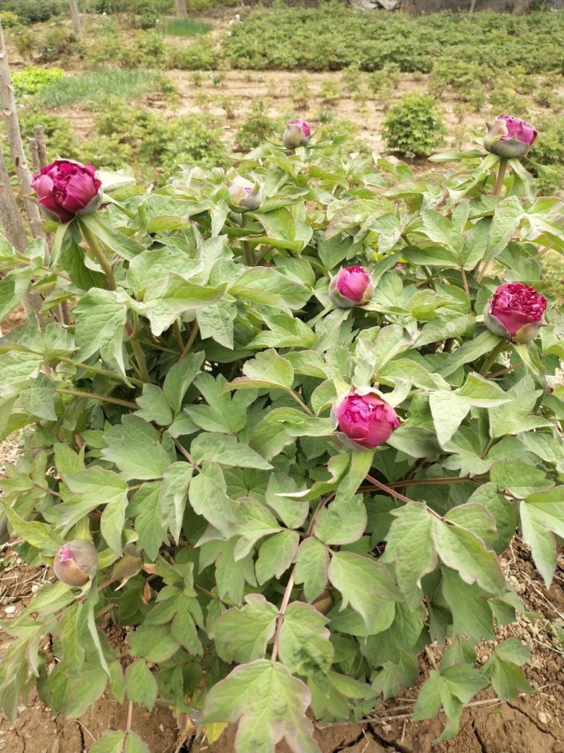 牡丹鲜切花！千层牡丹花一扎10枝！长30公分左右！洛阳