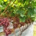 （绑枝机胶带套餐包邮〉番茄辣椒绑枝机黄瓜绑蔓器蔬果苗木绑