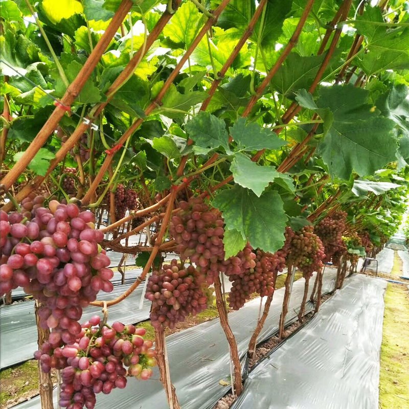 （绑枝机胶带套餐包邮〉番茄辣椒绑枝机黄瓜绑蔓器蔬果苗木绑