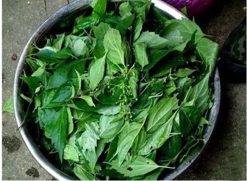 来自山野可以做豆腐的树豆腐树苗
