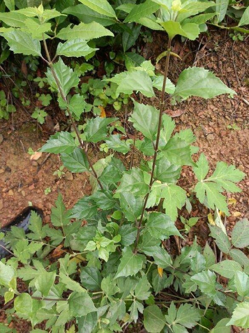 来自山野可以做豆腐的树豆腐树苗
