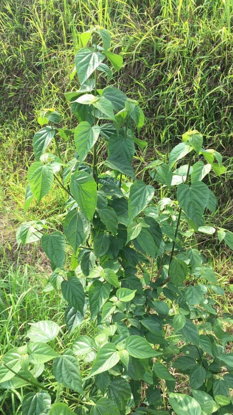 来自山野可以做豆腐的树豆腐树苗