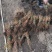 金叶复叶槭辽宁基地扦插苗，乔灌木都有快递邮寄