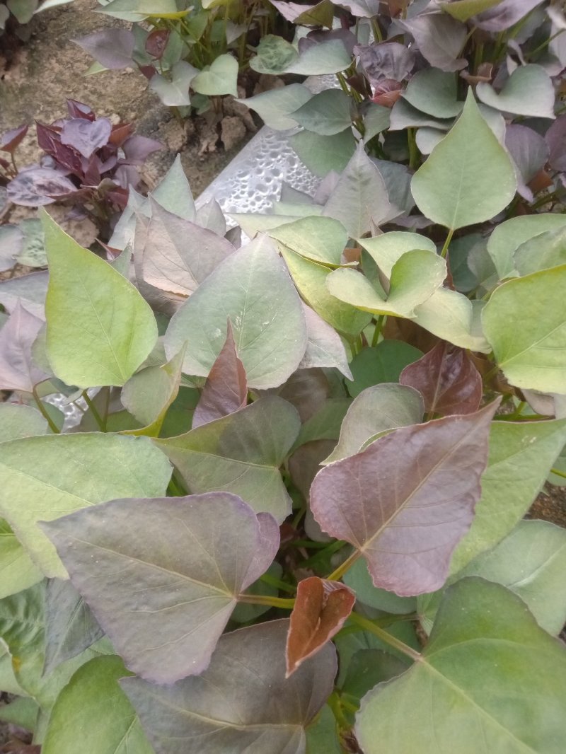 陆地大田苗商薯19，龙薯九号，西瓜红，红薯苗基地直供
