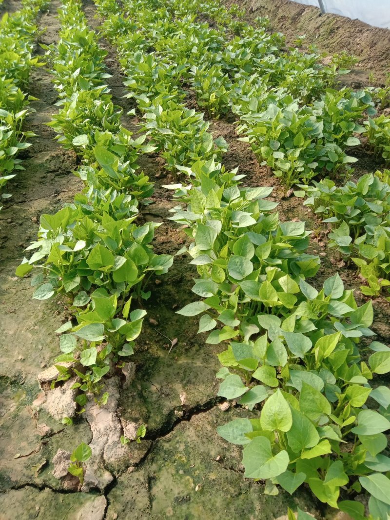 陆地大田苗商薯19，龙薯九号，西瓜红，红薯苗基地直供
