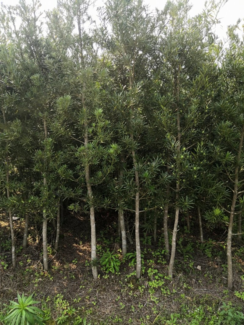 罗汉松，长期供应2一5公分，可裸根，可带土球，诚信经营。