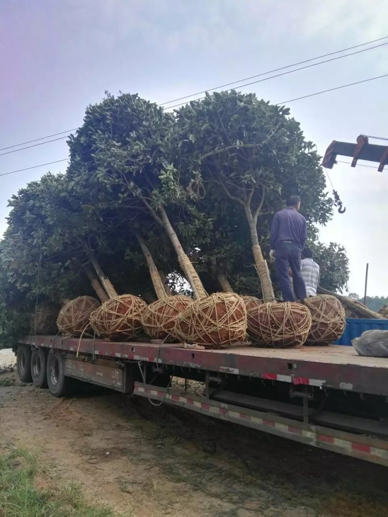 桂花，桂花树，桂花树，桂花10公分，精品桂花【鸿洋园艺】
