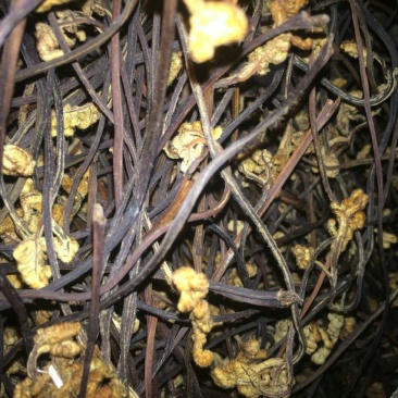 大凉山野生蕨菜干品！