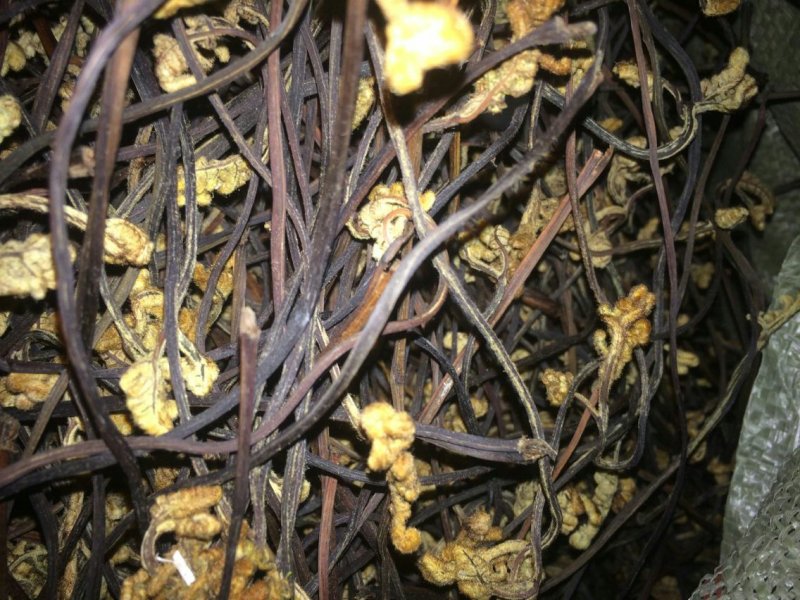 大凉山野生蕨菜干品！