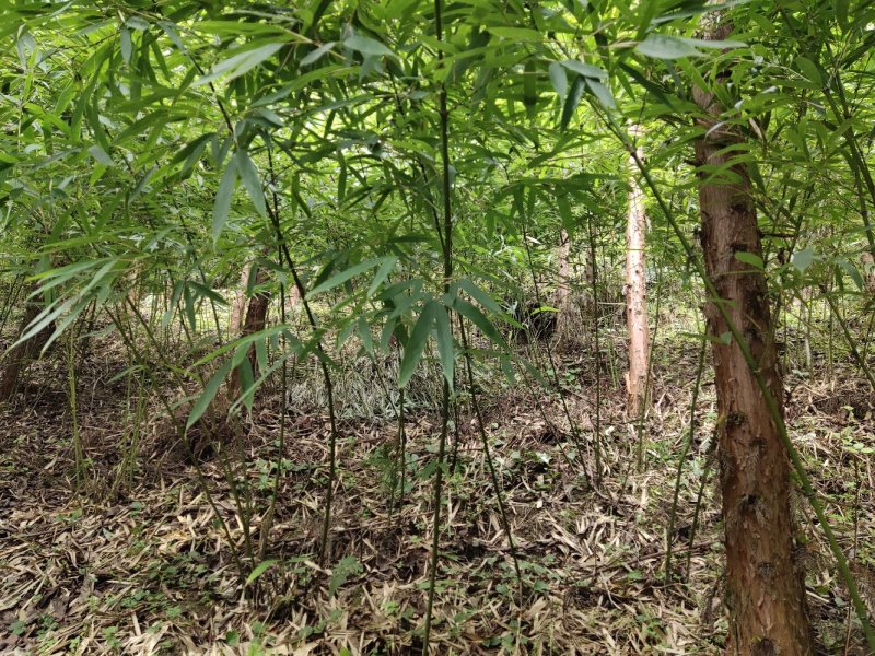 四川竹笋三月到八月保质保量，量大从优，欢迎在线咨询