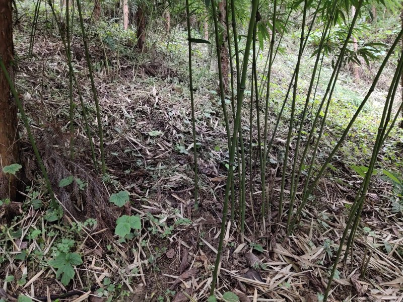 四川竹笋三月到八月保质保量，量大从优，欢迎在线咨询